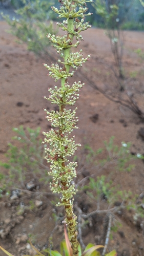 Dracophyllum verticillatum (Dracophyllum verticillatum)
