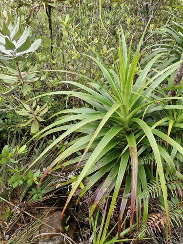 Dracophyllum verticillatum (Dracophyllum verticillatum)