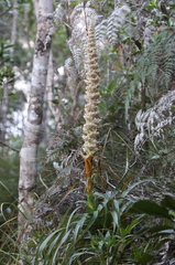 Dracophyllum verticillatum (Dracophyllum verticillatum)