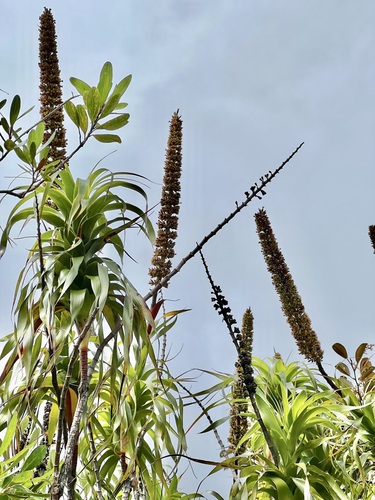 Dracophyllum verticillatum (Dracophyllum verticillatum)