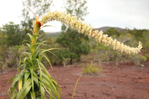 Dracophyllum verticillatum (Dracophyllum verticillatum)