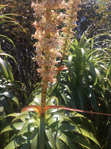 Dracophyllum verticillatum (Dracophyllum verticillatum)