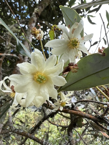 Drimys granadensis (Drimys granadensis)