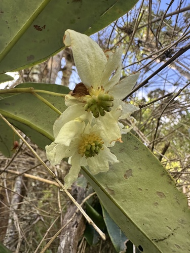 Drimys granadensis (Drimys granadensis)