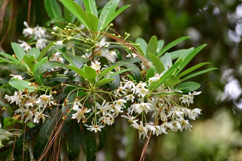 Drimys granadensis (Drimys granadensis)
