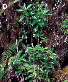 Drimys granadensis: Drimys granadensis , young stem shoots and leaves (Cerro de la Muerte, km 70 Pan-American Hwy, road to El Paraiso del Quetzal, 2700 m).