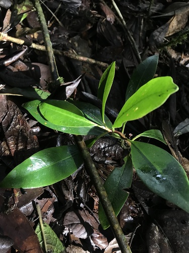 Drimys granadensis (Drimys granadensis)