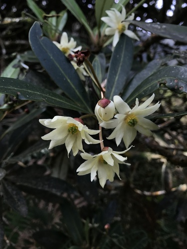 Drimys granadensis (Drimys granadensis)