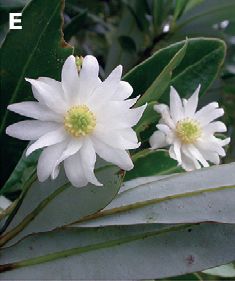 Drimys granadensis: Drimys granadensis , flowers and leaves (Cerro de la Muerte, km 70 Pan-American Hwy, road to El Paraiso del Quetzal, 2700 m).