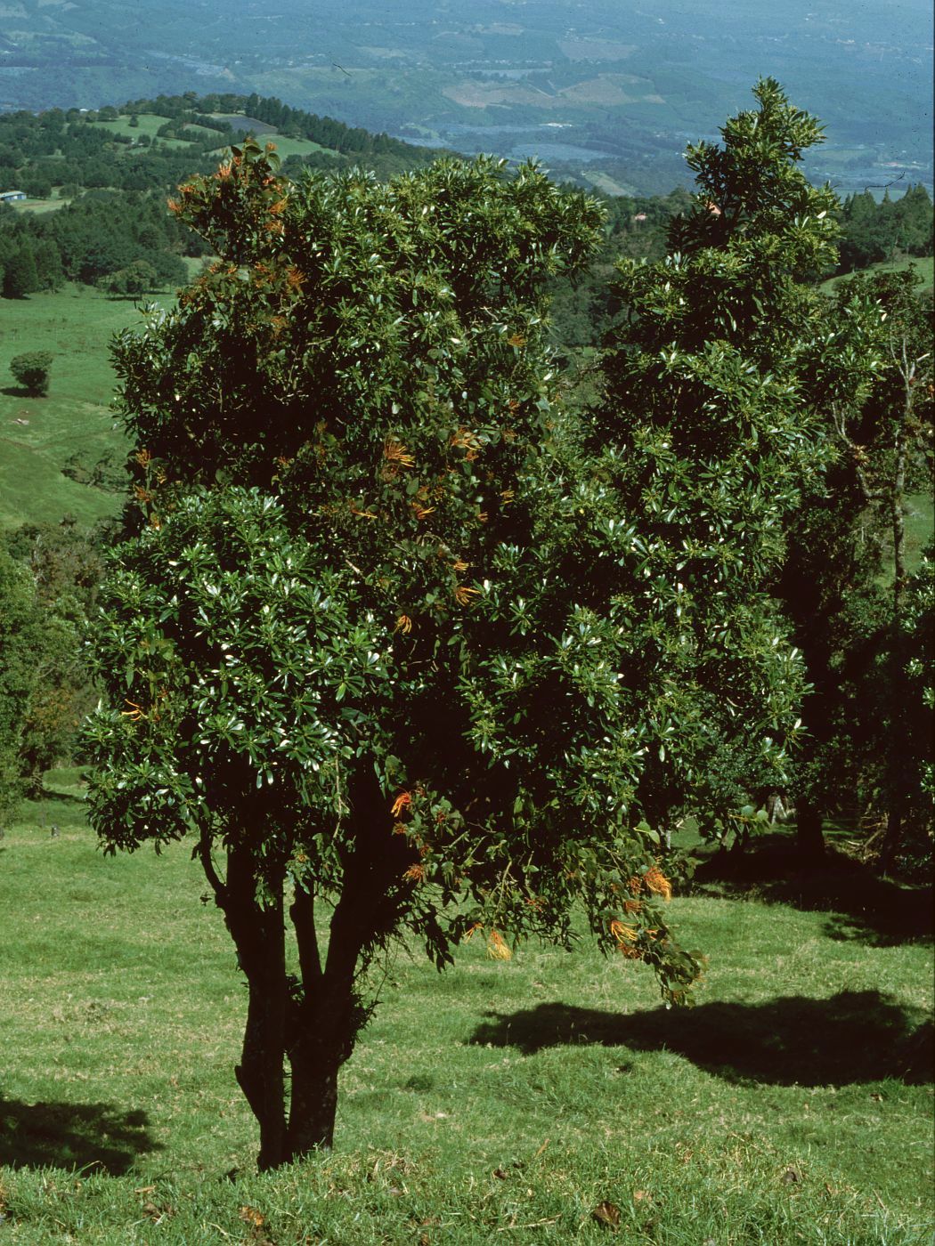 Drimys granadensis: Drimys granadensis , Winteraceae, parasitiert von Psittacanthus schiedeanus , Riemenblumengewächse (Loranthaceae) – Costa Rica: Prov. Alajuela, Cordillera Centr