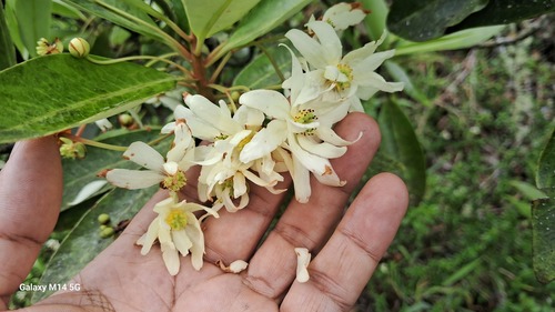 Drimys granadensis (Drimys granadensis)