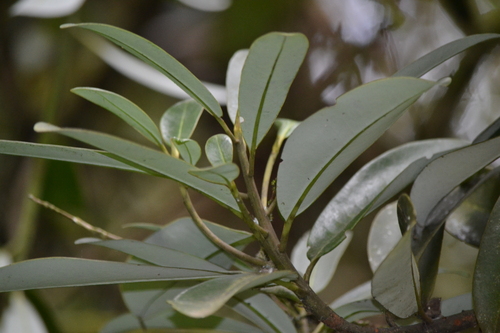 Drimys granadensis (Drimys granadensis)