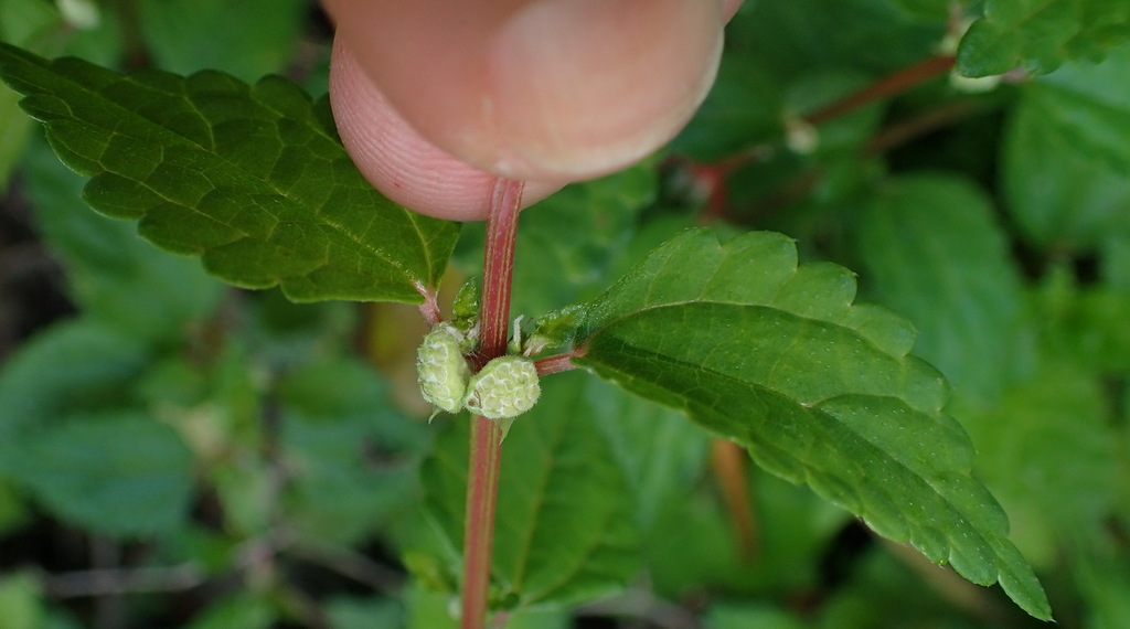 Droguetia iners (Droguetia iners)