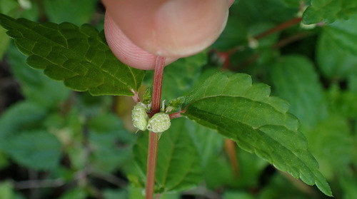 Droguetia iners (Droguetia iners)
