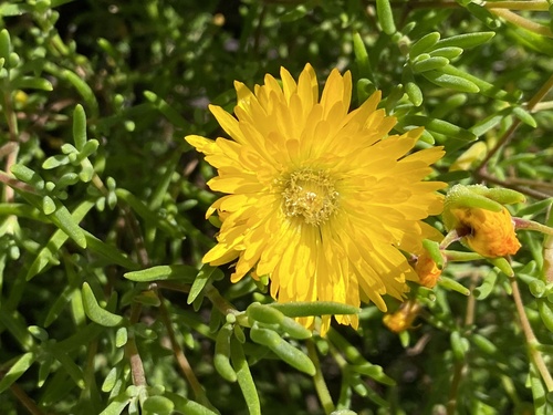 Drosanthemum acuminatum (Drosanthemum acuminatum)