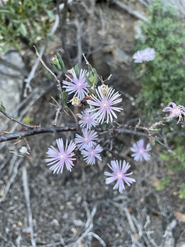 Drosanthemum anemophilum (Drosanthemum anemophilum)