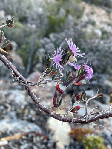Drosanthemum anemophilum (Drosanthemum anemophilum)