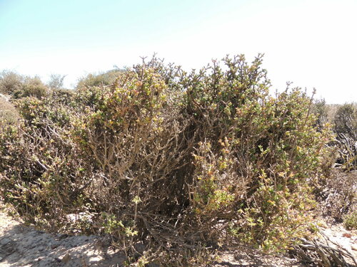 Drosanthemum asperulum (Drosanthemum asperulum)