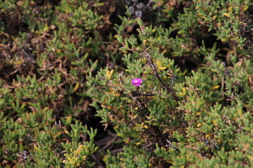 Drosanthemum asperulum (Drosanthemum asperulum)