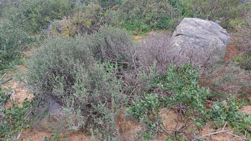 Drosanthemum asperulum (Drosanthemum asperulum)