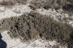 Drosanthemum asperulum (Drosanthemum asperulum)
