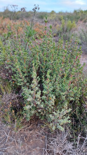 Drosanthemum asperulum (Drosanthemum asperulum)
