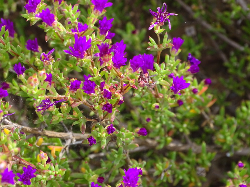 Drosanthemum asperulum (Drosanthemum asperulum)