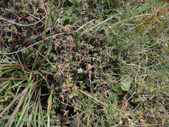 Drosanthemum asperulum (Drosanthemum asperulum)