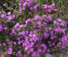 Drosanthemum asperulum (Drosanthemum asperulum)