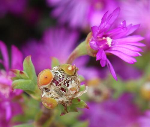 Drosanthemum asperulum (Drosanthemum asperulum)