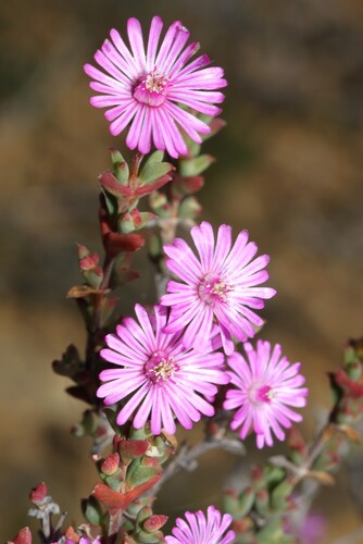 Drosanthemum asperulum (Drosanthemum asperulum)