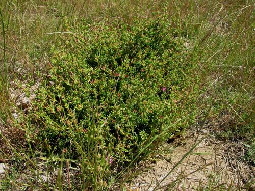 Drosanthemum asperulum (Drosanthemum asperulum)