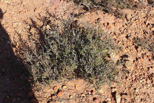 Drosanthemum asperulum (Drosanthemum asperulum)