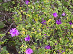 Drosanthemum autumnale (Drosanthemum autumnale)