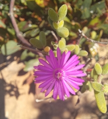 Drosanthemum autumnale (Drosanthemum autumnale)