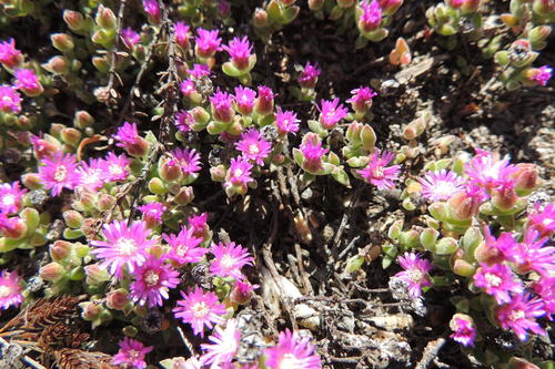 Drosanthemum capillare (Drosanthemum capillare)