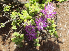 Drosanthemum dejagerae (Drosanthemum dejagerae)