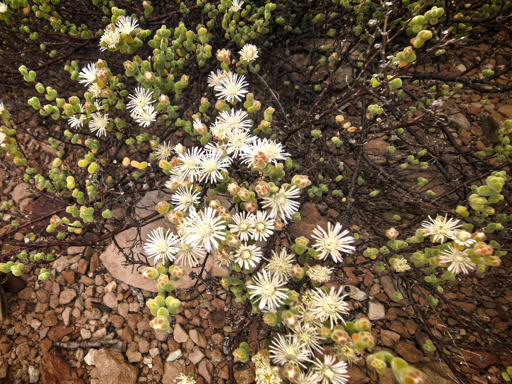 Drosanthemum delicatulum (Drosanthemum delicatulum)