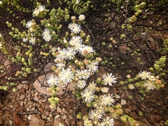 Drosanthemum delicatulum (Drosanthemum delicatulum)