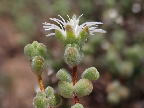 Drosanthemum delicatulum (Drosanthemum delicatulum)