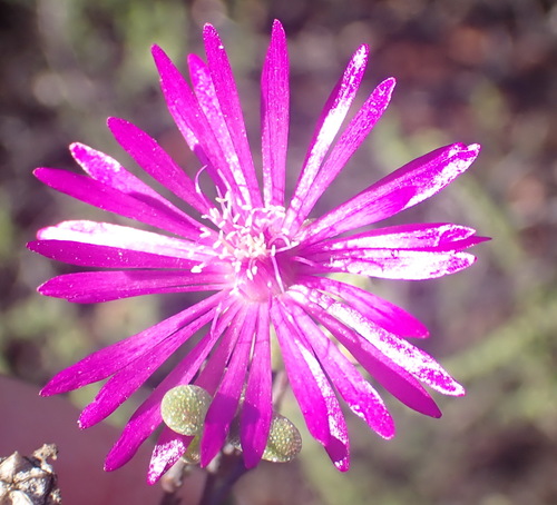 Drosanthemum duplessiae (Drosanthemum duplessiae)