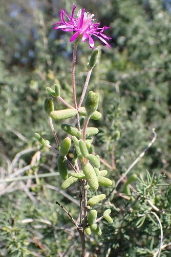 Drosanthemum duplessiae (Drosanthemum duplessiae)