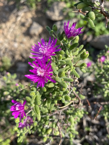Drosanthemum duplessiae (Drosanthemum duplessiae)