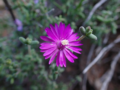 Drosanthemum duplessiae (Drosanthemum duplessiae)