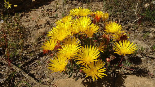 Drosanthemum flavum (Drosanthemum flavum)