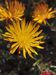 Drosanthemum flavum (Drosanthemum flavum)