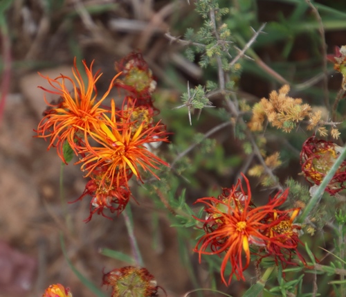 Drosanthemum flavum (Drosanthemum flavum)