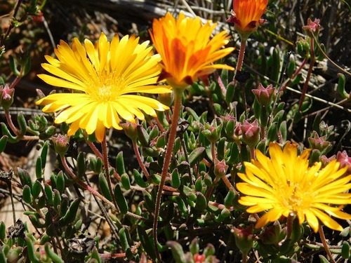 Drosanthemum flavum (Drosanthemum flavum)