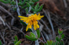 Drosanthemum flavum (Drosanthemum flavum)