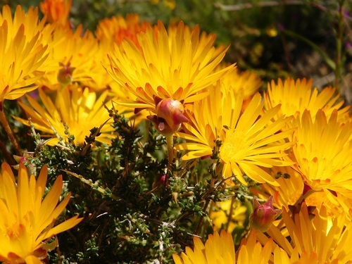 Drosanthemum flavum (Drosanthemum flavum)